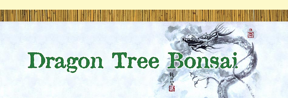 Dragon Tree Bonsai